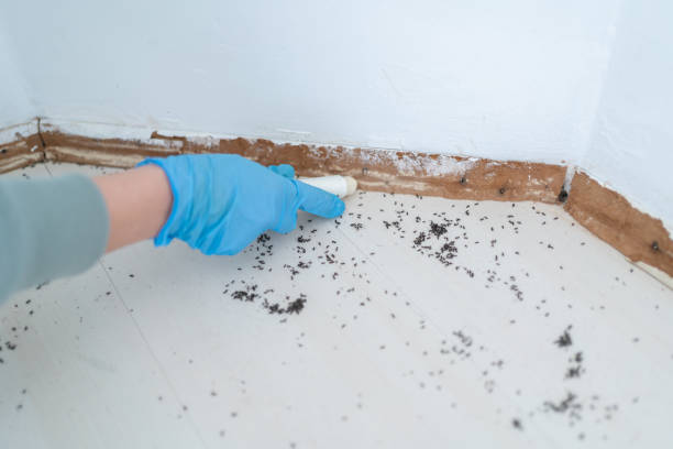 Best Affordable Exterminators  in Dagsboro, DE